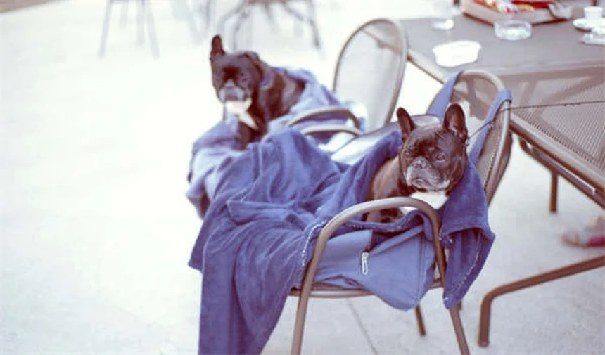 狩猟犬の安全対策5選｜愛犬と安全に狩りを楽しむ方法