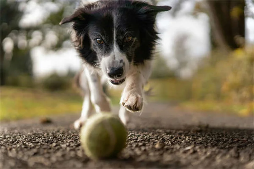犬の引っ張り防止ハーネス完全ガイド｜小型犬にもおすすめの選び方