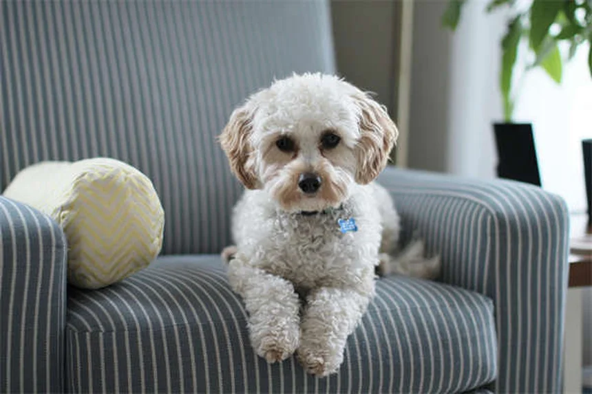 子犬が何でもかじる理由と対処法｜プロが教える6つの解決策