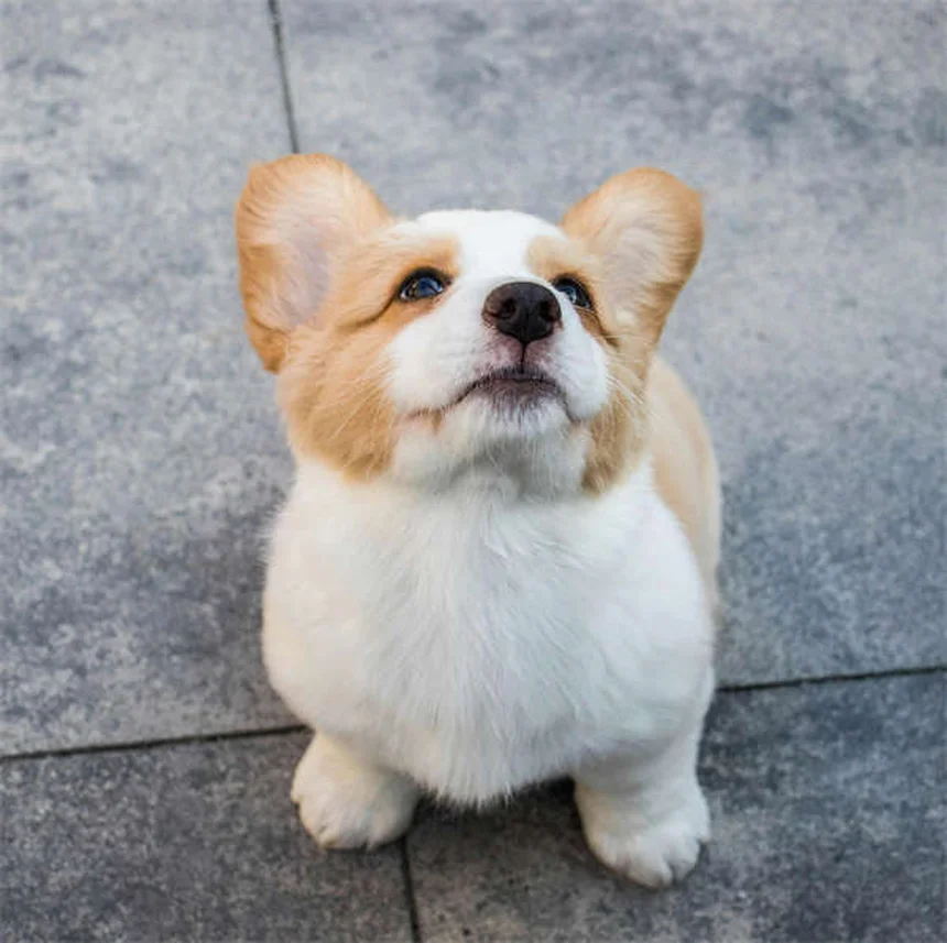 子犬が何でもかじる理由と対処法｜プロが教える6つの解決策