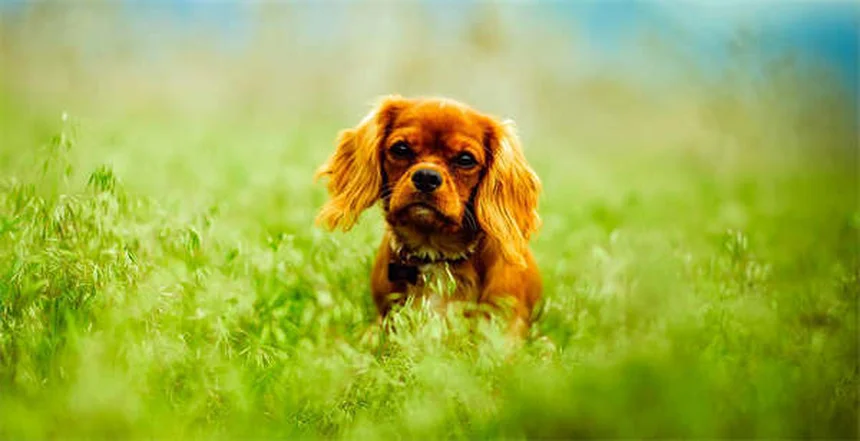 子犬が何でもかじる理由と対処法｜プロが教える6つの解決策