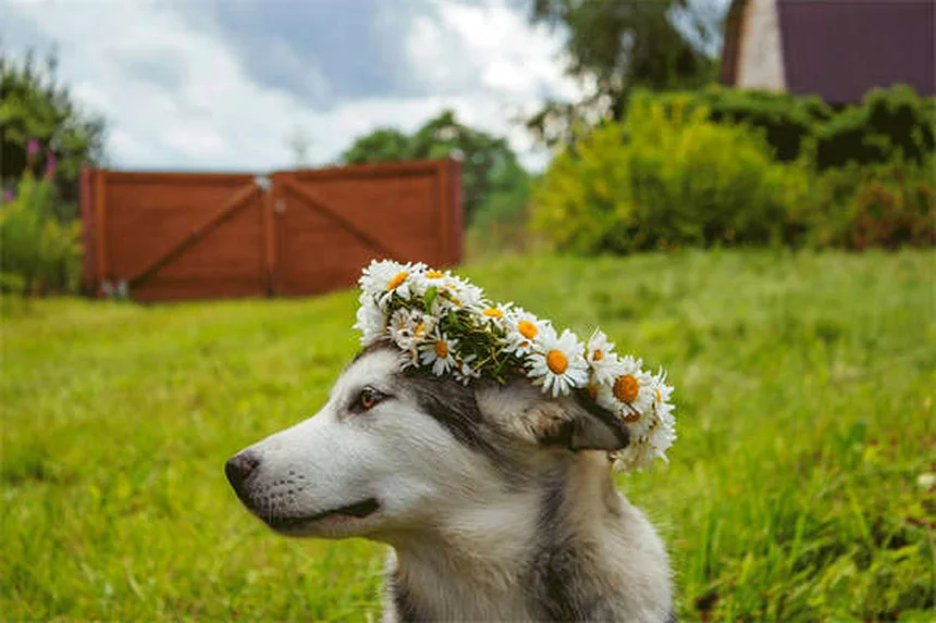 犬の妊娠中に使える薬とは？安全な薬物と注意点を解説