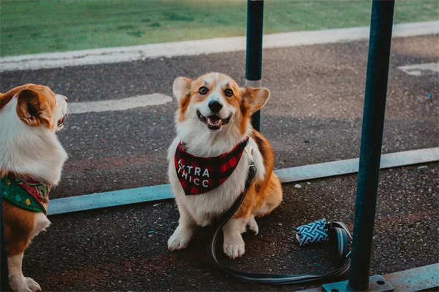 犬の妊娠中に使える薬とは？安全な薬物と注意点を解説