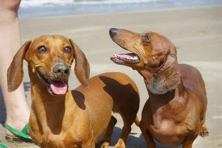 犬の妊娠中に使える薬とは？安全な薬物と注意点を解説