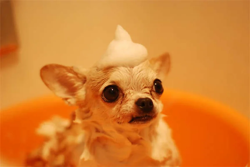 犬の妊娠中に使える薬とは？安全な薬物と注意点を解説