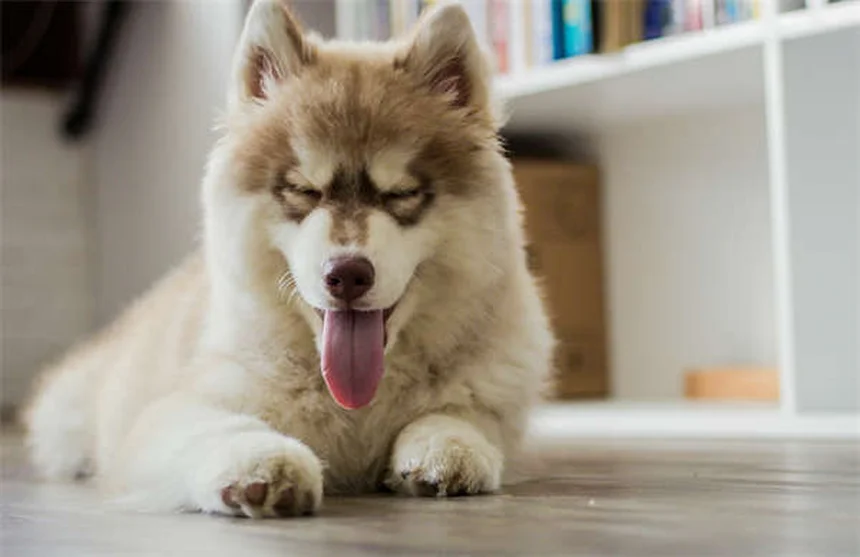 犬の水泳療法で得られる5つの驚くべき効果【獣医師推奨】