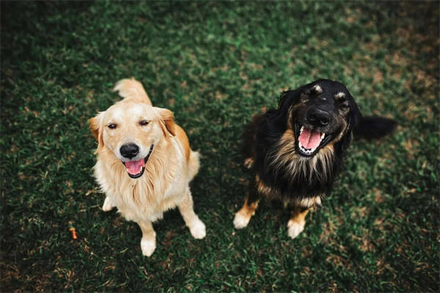 犬の水泳療法で得られる5つの驚くべき効果【獣医師推奨】