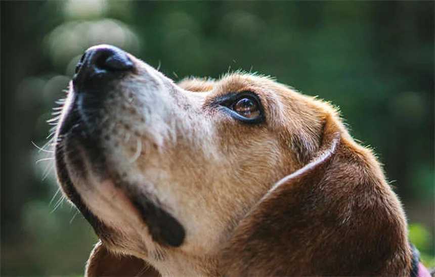 犬の尿トラブル8選：症状と対処法を獣医師が解説