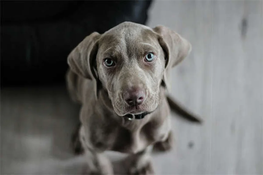 犬の尿トラブル8選：症状と対処法を獣医師が解説