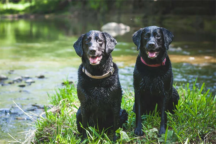 犬が危険物を食べた時の対処法|自宅で吐かせるべき?獣医が解説