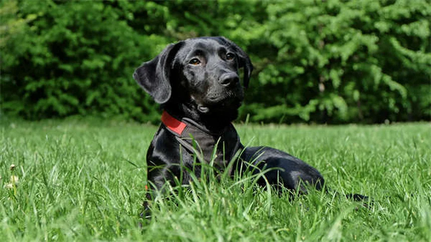 犬が危険物を食べた時の対処法｜自宅で吐かせるべき？獣医が解説