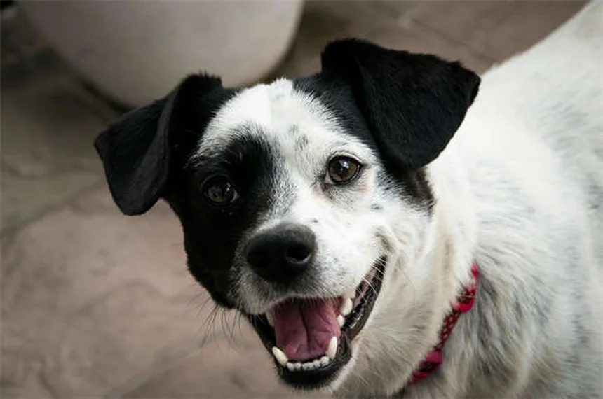 犬が危険物を食べた時の対処法｜自宅で吐かせるべき？獣医が解説