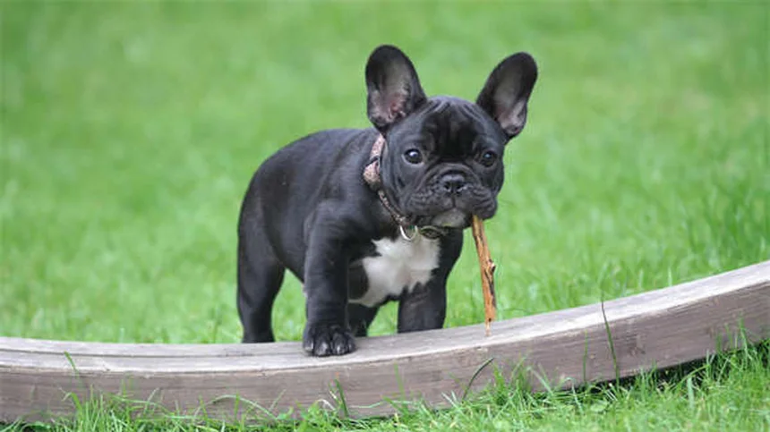 犬が危険物を食べた時の対処法｜自宅で吐かせるべき？獣医が解説