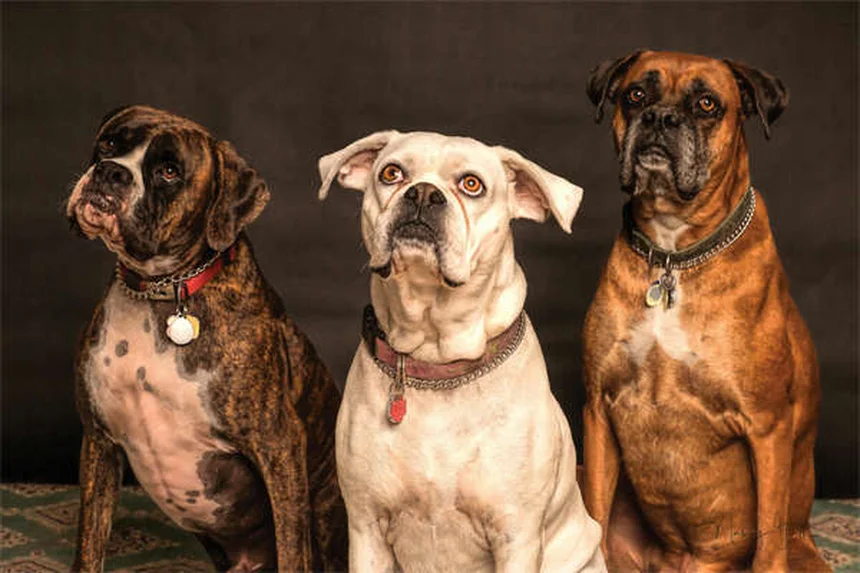 特別なニーズを持つ犬や猫の迎え入れ方｜5つの成功ポイント